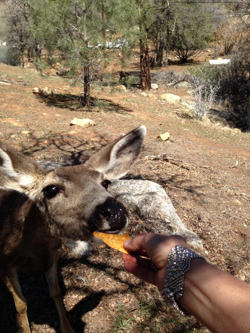 A person feeding an animal in the wilderness