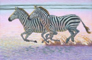 Two zebras are running through water near a body of water.