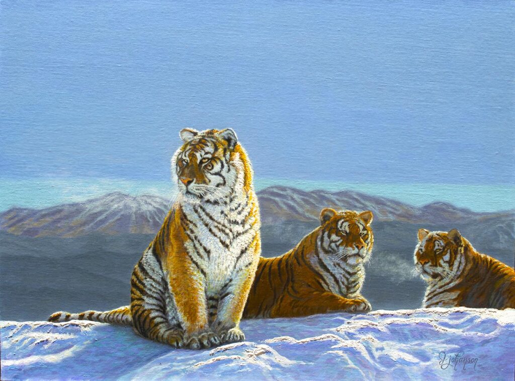 Three tigers are sitting in the snow on a hill.