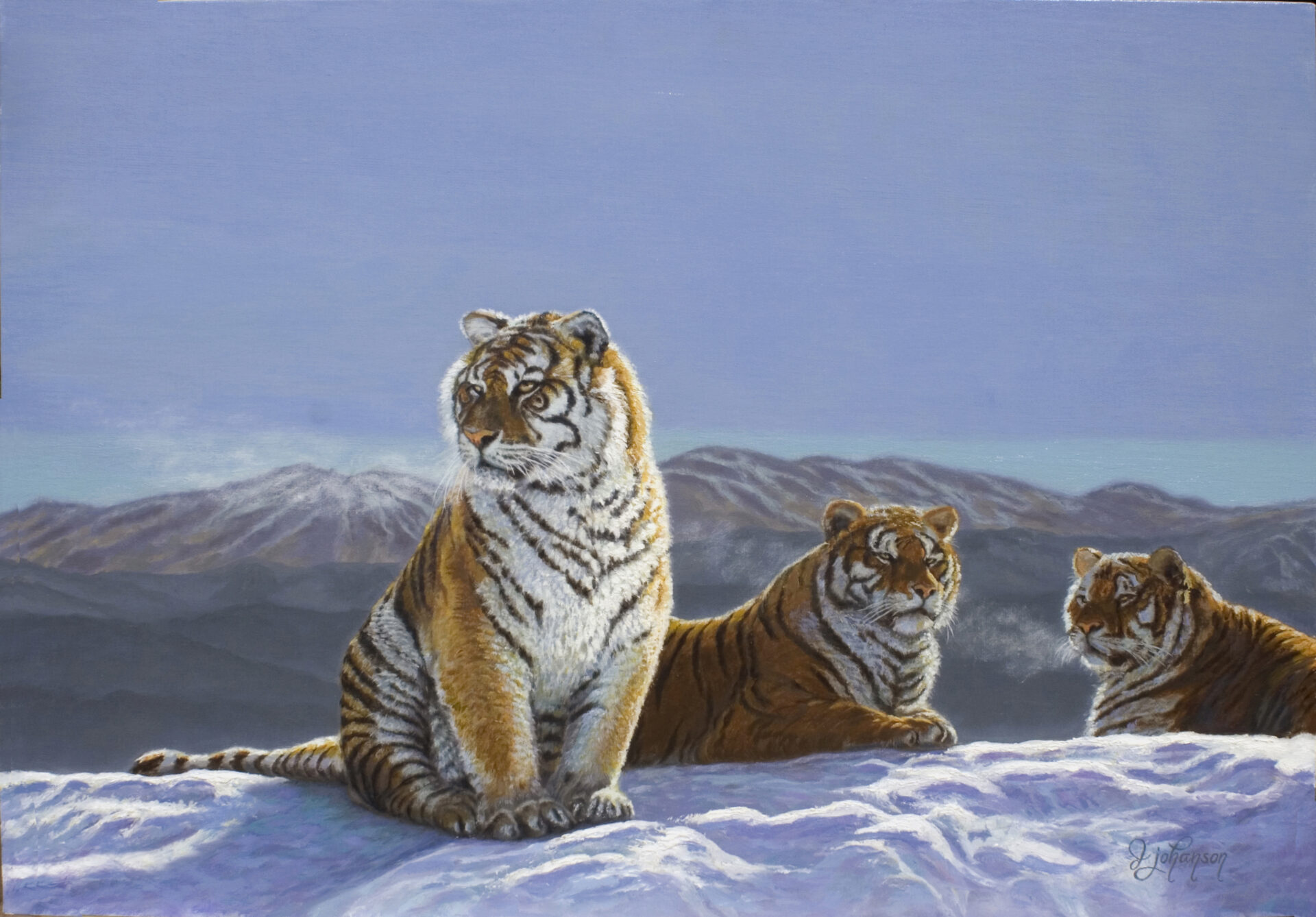 Three tigers sitting in the snow on a hill